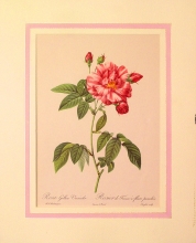Rose mode 10